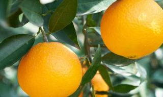 蜜橘几月份成熟 橙子几月份成熟